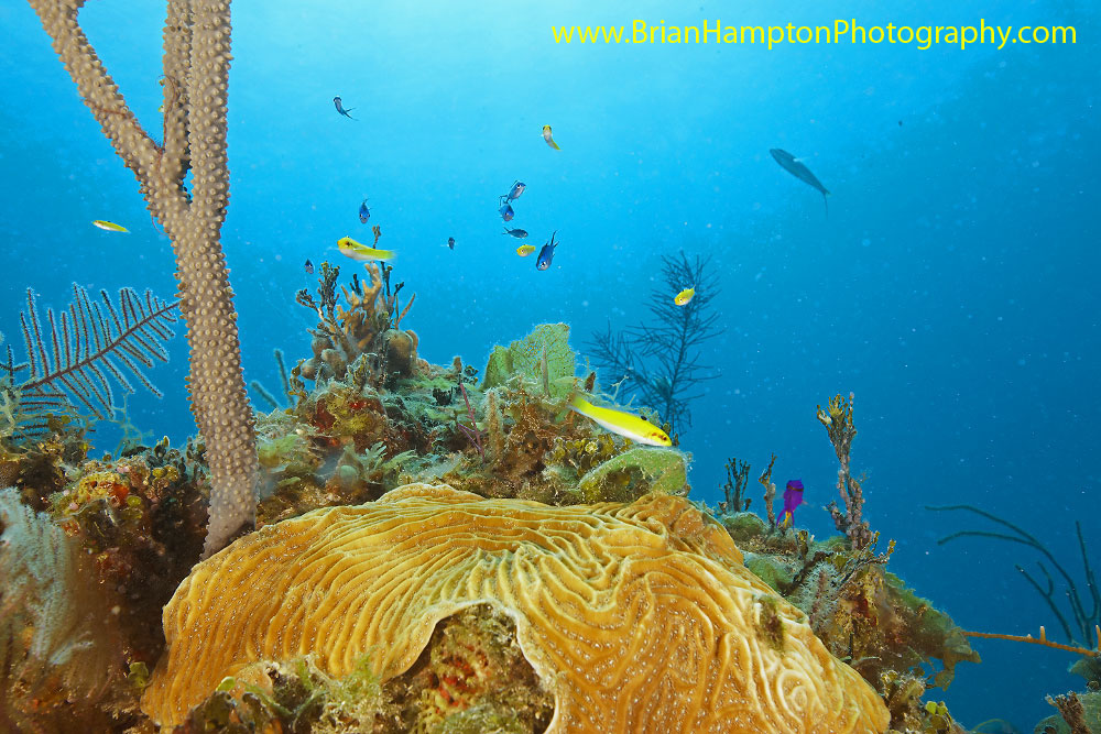 diving in Exumas the bahamas