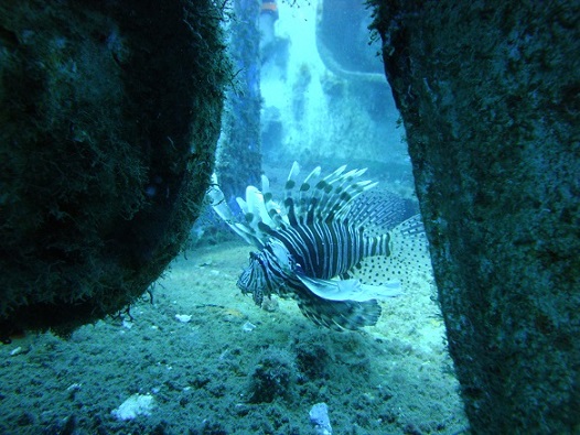 Diving-in-Paphos